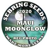Unknown or Legendary Maui Moonglow