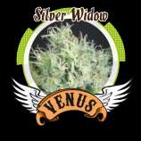 Venus Genetics Silver Widow