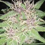 Vision Seeds Jack Herer