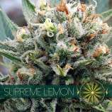 Vision Seeds Supreme Lemon