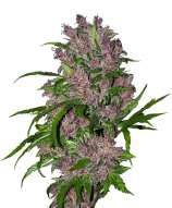 White Label Purple Bud Automatic