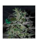 World of Seeds Bank Strawberry Blue Early Harvest