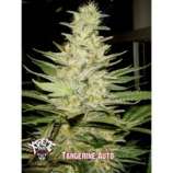 Xtreme Seeds Co. Tangerine Auto