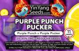 Yin Yang Seeds Purple Punch Pucker