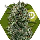 Zambeza Amnesia Haze XL Automatic