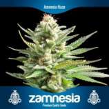 Zamnesia Amnesia Haze