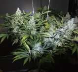 Zero Gravity Genetics Quimbaya Gold