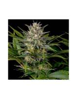 Zoo Seeds Blackdog OG