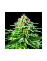 Zoo Seeds White Widow