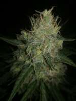 00 Seeds Bank Auto Blueberry - photo made by horakio2