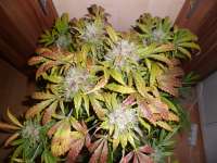 Picture from ossi420 (Auto Bubble Gum)