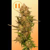 11s Genetics Orange Headbandz - photo made by 11sgenetics