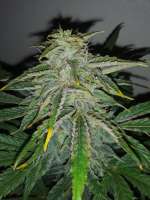 360grow420 Genetics Gas Hog Auto - photo made by 360grow420