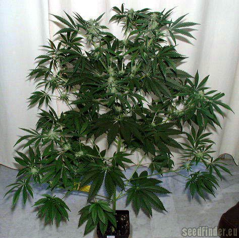 ACE Seeds Congo