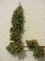 Picture from buzz67 (Purple Haze x Malawi)