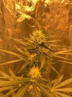 Abraxas Seeds Hawaiian Haze - photo made by Jimmy88