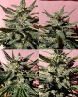 Advanced Seeds Bio Diesel Mass - photo made by Power