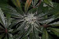 Picture from alpineseeds1 (DeepChunk S1)