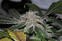 Picture from alpineseeds1 (DeepChunk S1)