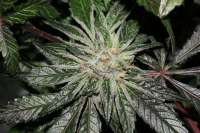 Picture from alpineseeds1 (DeepChunk S1)