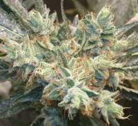 Picture from Weedlife (OG Kush-LemonLarry)