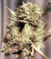 Alpine-Seeds OG.Kush-LemonLarry 1.1 - photo made by Weedlife