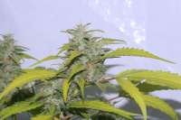 Picture from alpineseeds1 (SPG Breeding Line 1)