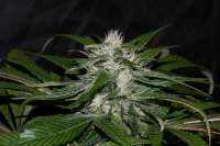 Picture from AlpineSeeds (Sweet Chunk)