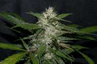 Picture from alpineseeds11 (Sweet Chunk BX1)