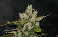 Picture from alpineseeds11 (Sweet Chunk BX1)