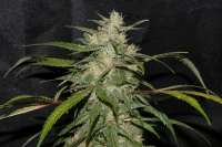 Picture from alpineseeds11 (Sweet Chunk BX1)