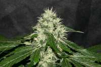 Picture from alpineseeds11 (Sweet Chunk BX1)