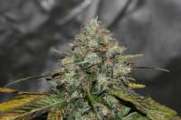 Picture from alpineseeds11 (Sweet Chunk BX1)