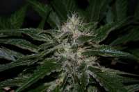 Picture from alpineseeds1 (Sweet Chunk S1)