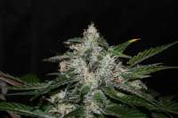 Picture from alpineseeds1 (Sweet Chunk S1)
