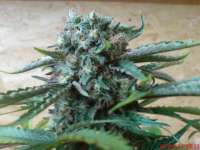 Picture from JAHJAHChildren (Sweet Pink Grapefruit S1)