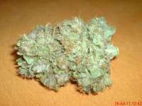 Picture from JAHJAHChildren (Sweet Pink Grapefruit S1)