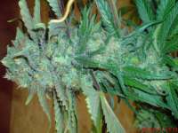 Picture from JAHJAHChildren (Sweet Pink Grapefruit S1)