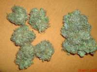 Picture from JAHJAHChildren (Sweet Pink Grapefruit S1)