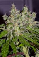 Picture from alpineseeds1 (Sweet Tooth 3 BX1)
