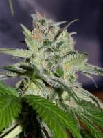 Picture from alpineseeds1 (Sweet Tooth 3 BX1)