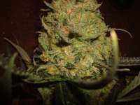 Picture from MrOrganic (Sweet Tooth 3 BX1)