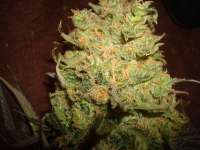 Picture from MrOrganic (Sweet Tooth 3 BX1)