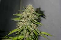 Alpine-Seeds Victory Kush - photo made by alpineseeds1