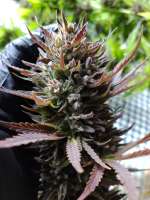 Picture from andinaseeds (Fruit Spirit OG)