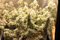 Picture from Senseimillan (Shiatsu Kush)