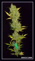 Picture from Greenfinger (Amnesia Lemon)