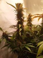 Picture from NeXuS00 (Critical Kush)