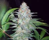 Barneys Farm Pineapple Chunk - photo made by growweedeasy