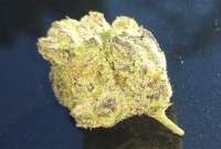 Picture from SharleyDank (Red Dragon)